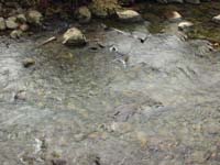 clear_water_in_creek