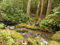 creek_along_nat.trail5